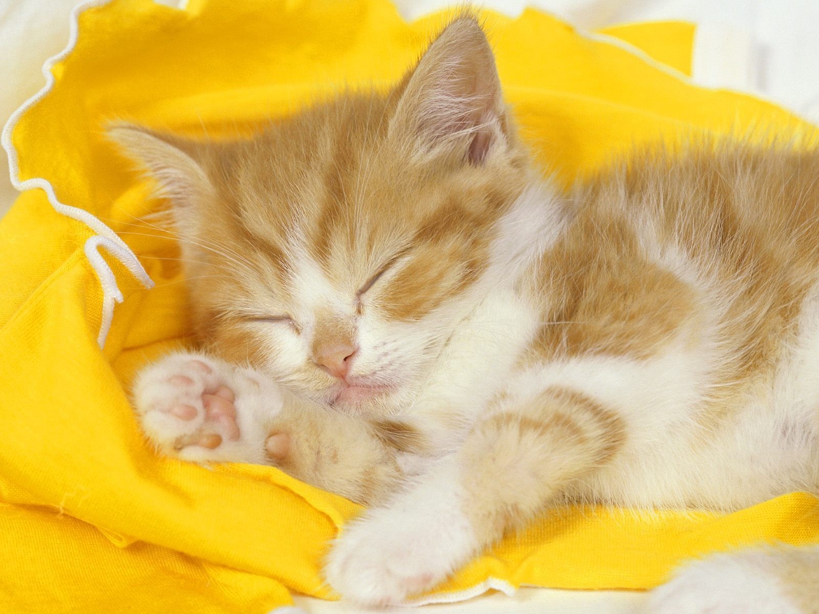 cat sleeping sweet yellow