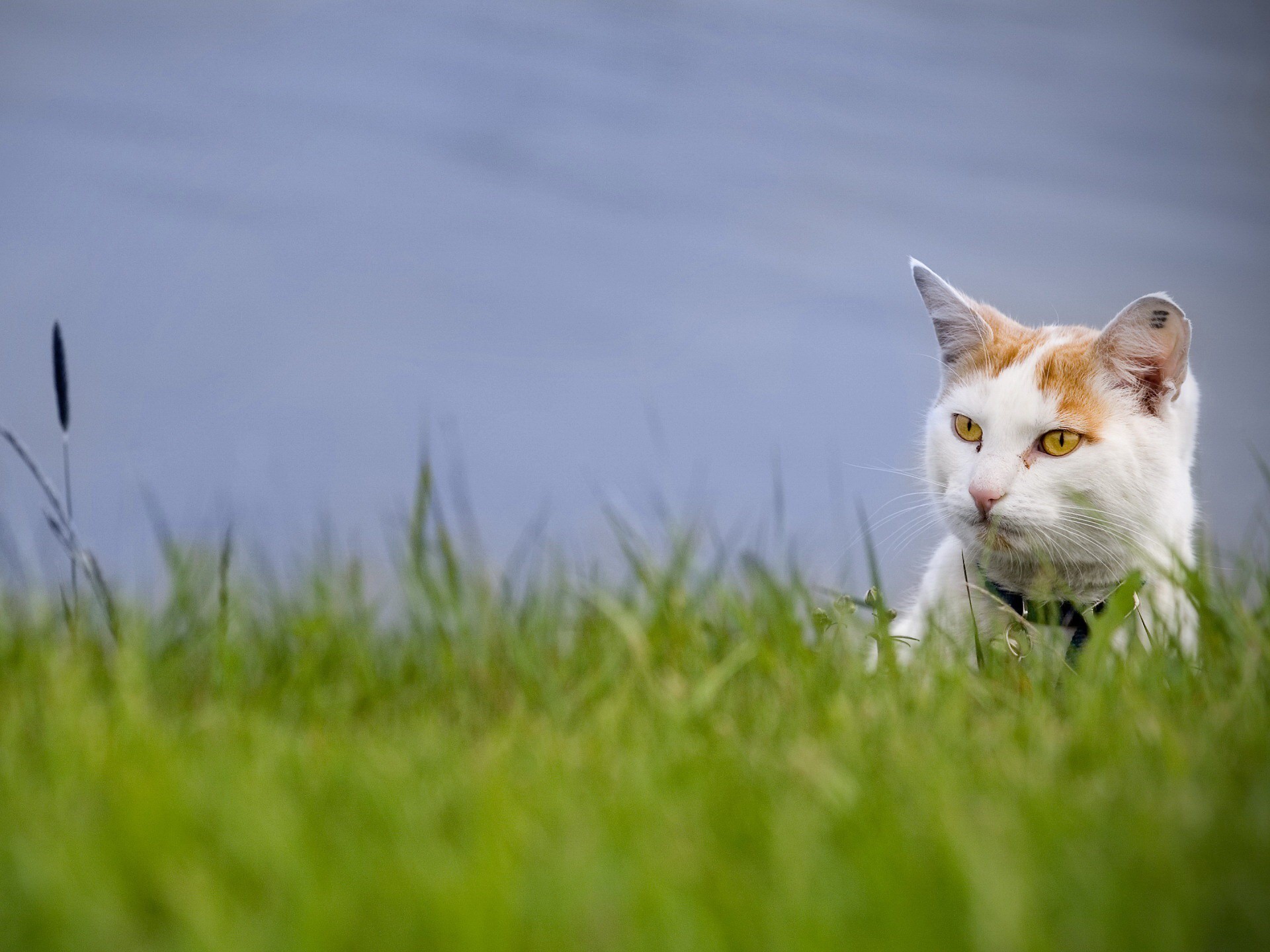 cat grass green view