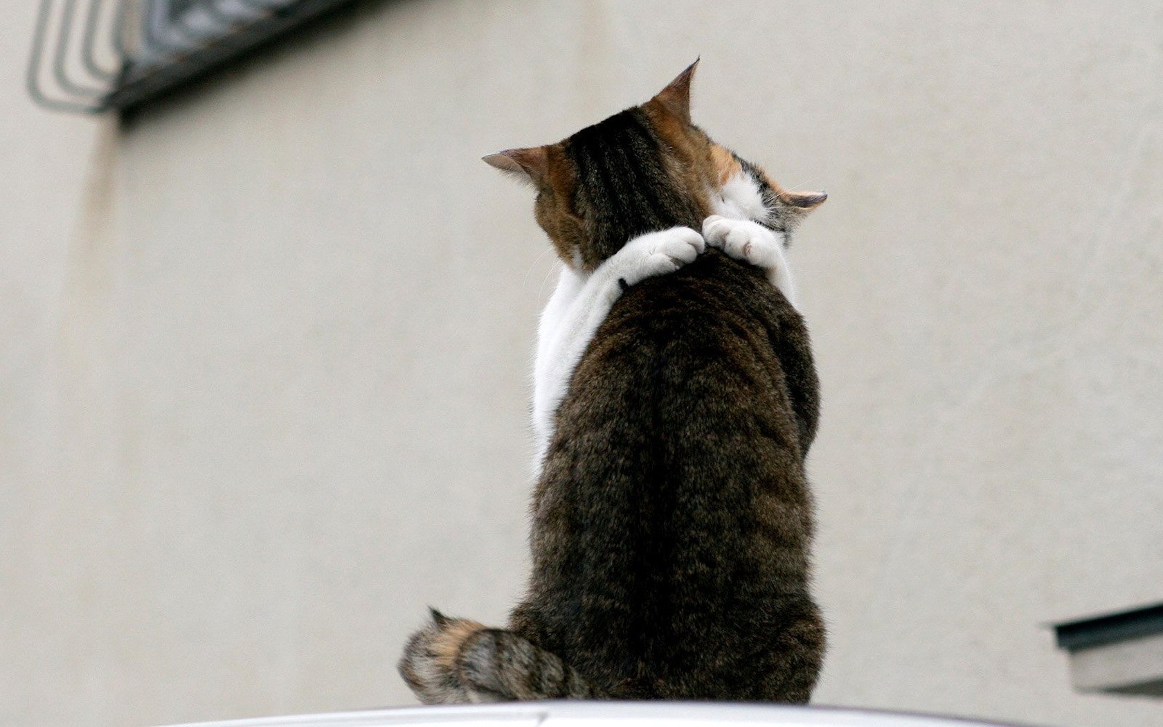 cats meeting love