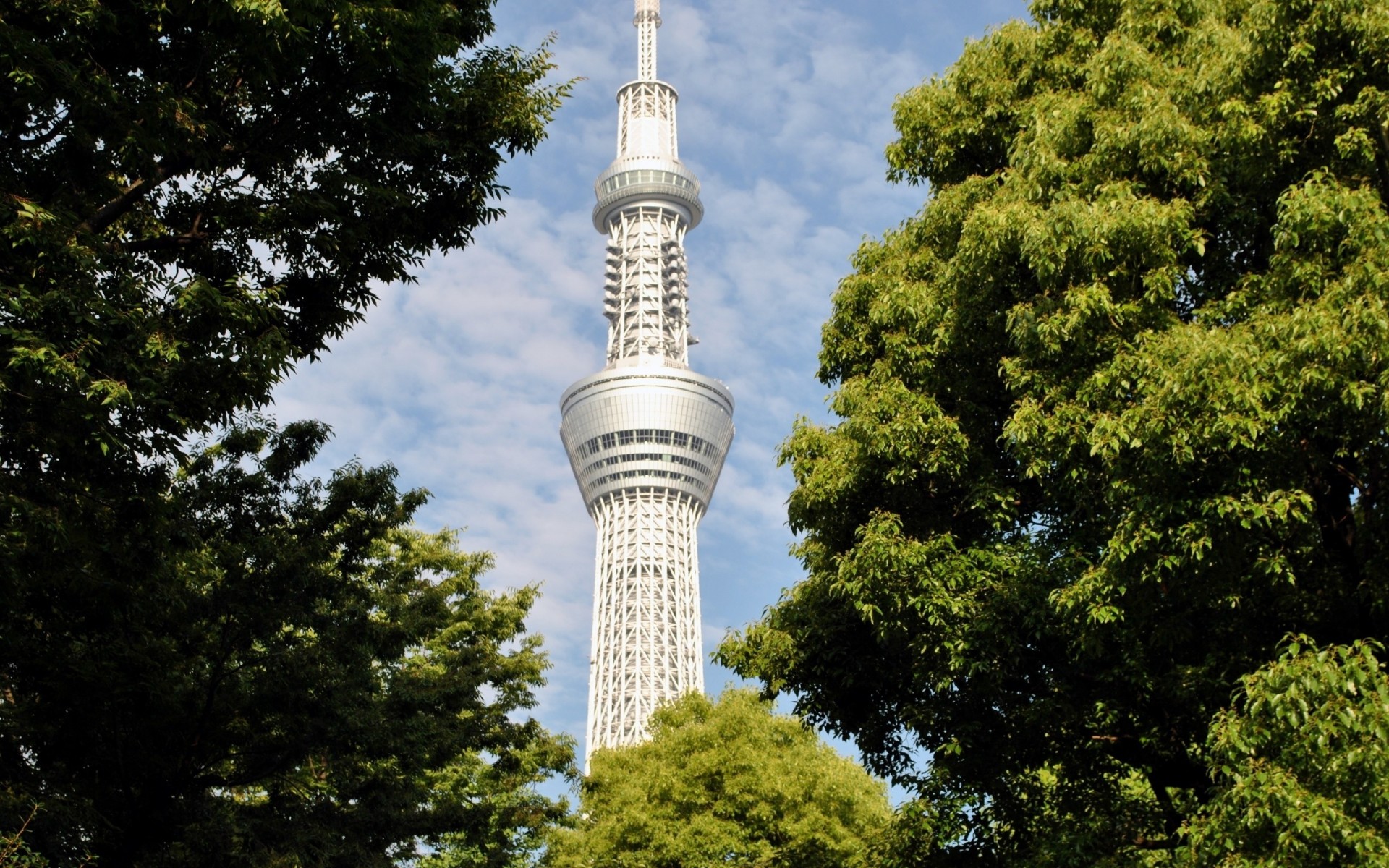 tation tree tokyo sky japan tower