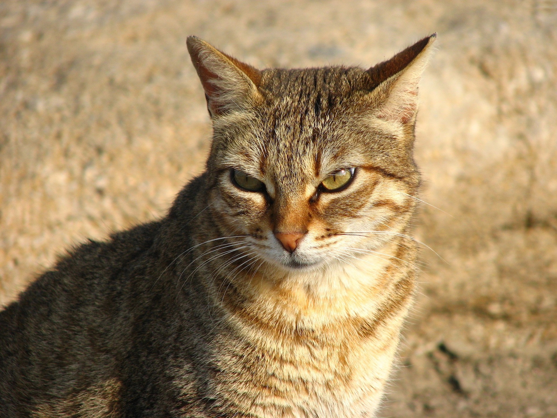 katze rot blick