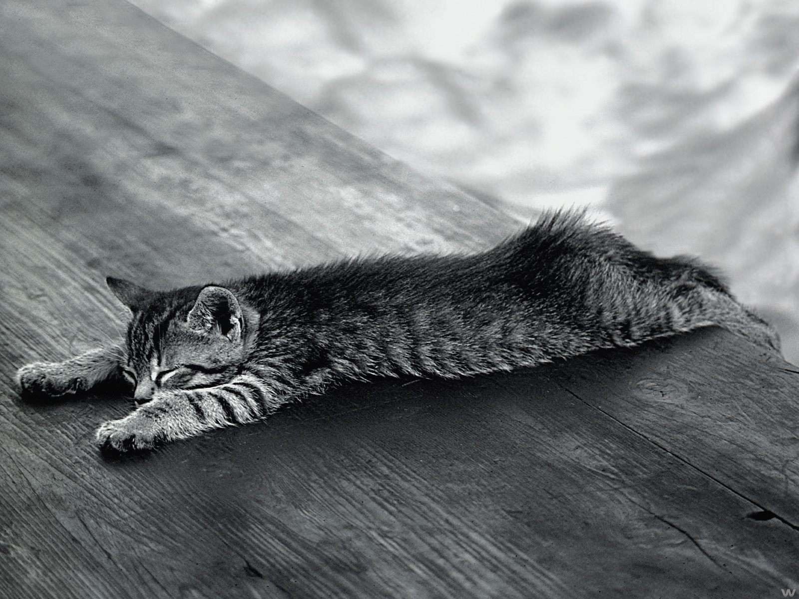 black and white koshak relaxed