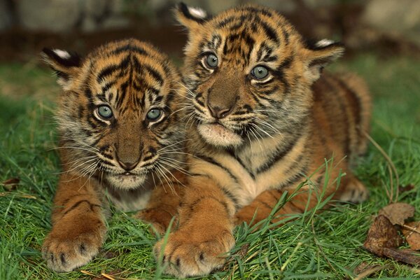 Petit couple Tigrou rayé dans l herbe