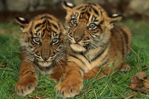 Маленькие полосатые тигрята парочка в траве
