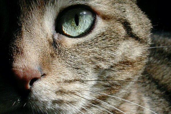 Medio hocico de un gato de ojos verdes de cerca