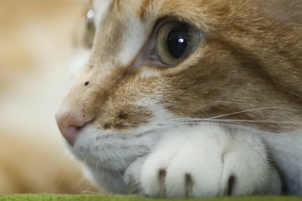 El gato se acuesta y Mira en la Distancia