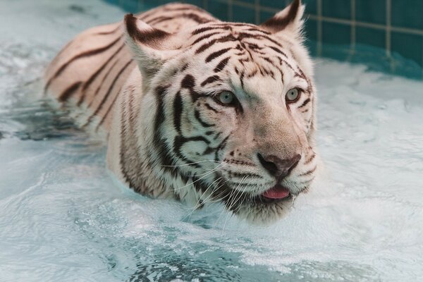 Biały Tygrys kąpie się w basenie