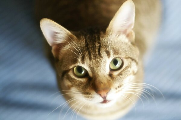 El gato con ojos verdes se sienta y Mira hacia arriba