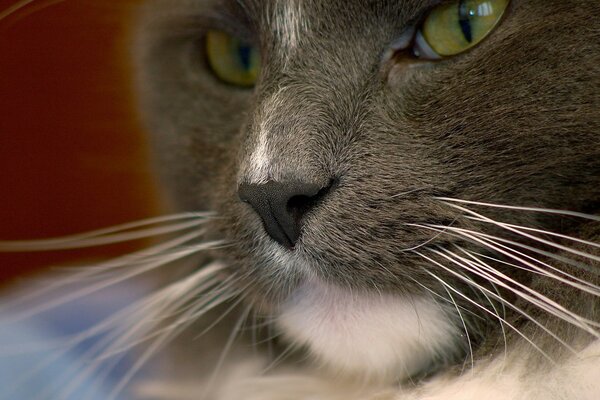 Muzzle of a cat with green eyes close-up