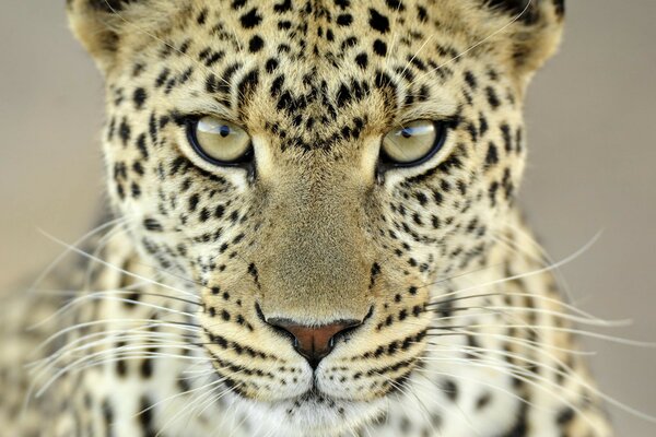 Серьезный взгляд леопарда крупный план