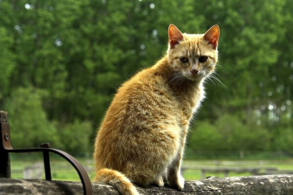 Lonely cat cute bored on the fence