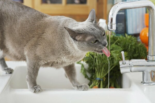 Nicht alle Katzen mögen kein Wasser