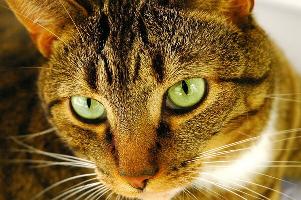 Bellissimo gatto con gli occhi verdi