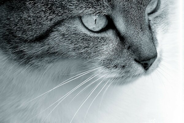 Der Blick einer Katze mit einem Schnurrbart ist faszinierend