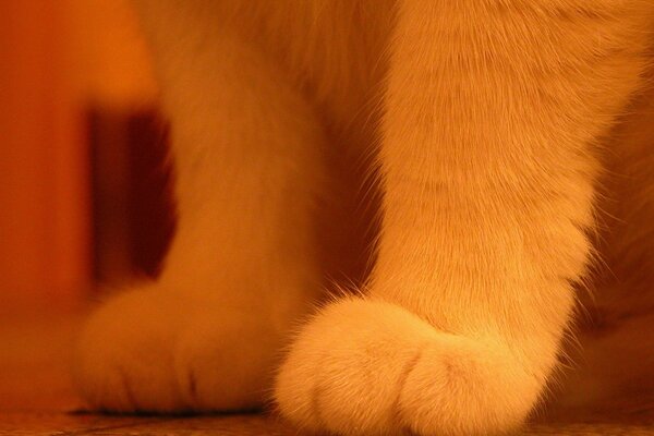 White front paws of a cat close-up