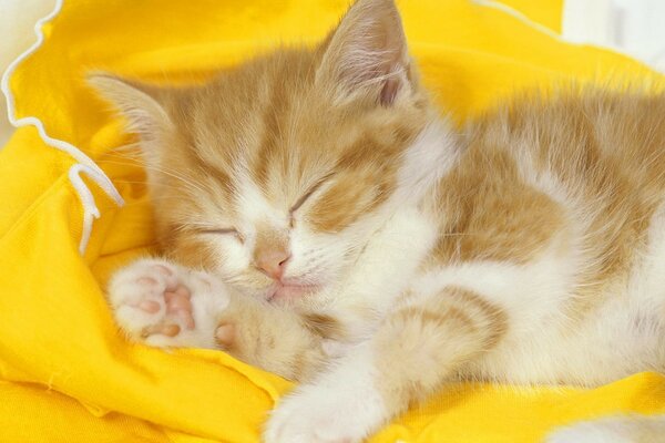 Die Katze schläft süß auf einem gelben Teppich