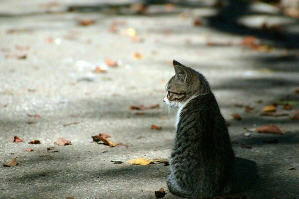 A kitten is sitting on the asphalt among fallen leaves