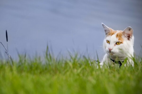 Kot poluje w trawie