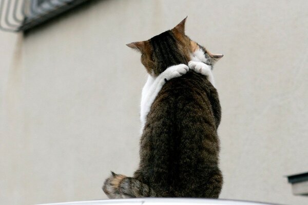 Mignon et drôle obyatya de deux chatons