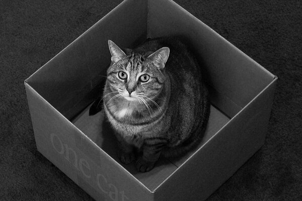 Noir et blanc gros chat dans la boîte