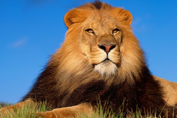 A proud lion on a blue sky background