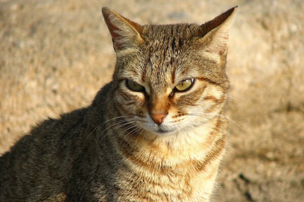 La mirada astuta del gato rojo