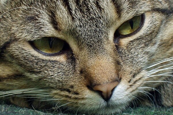 Trauriger schwerer Blick einer brutalen Katze