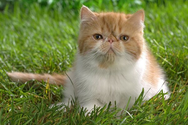 Важный кот сидит на траве