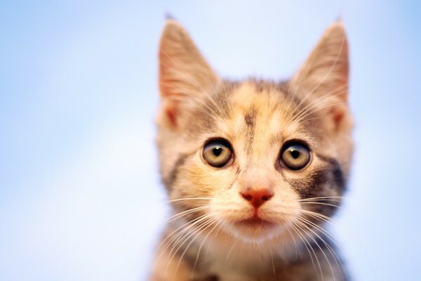 Gatito con grandes ojos verdes sobre fondo azul