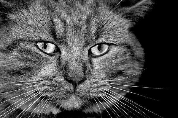 Black and white photo of the cat s muzzle