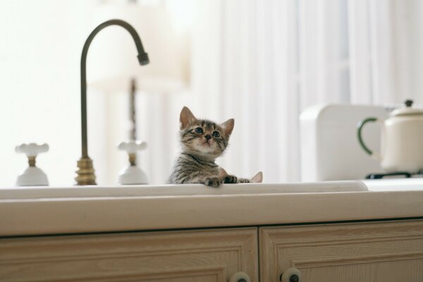 Chaton se trouve dans la cuisine sous le robinet