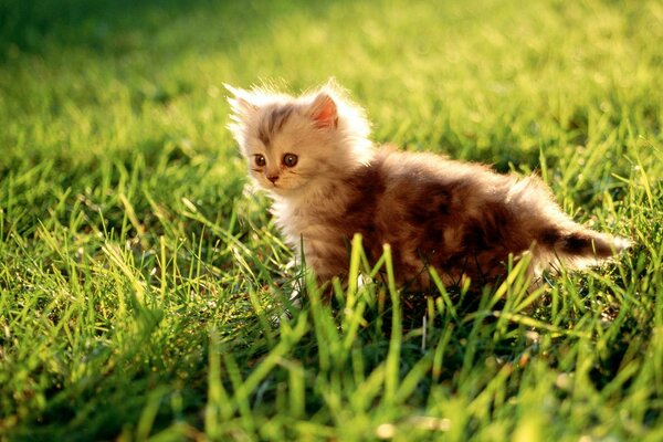 Gatito peludo en la hierba verde