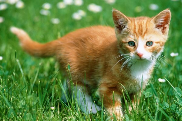 Рыжий котенок в зеленой траве