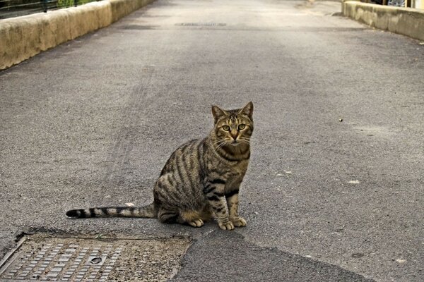 Gato rayado sentado en la carretera