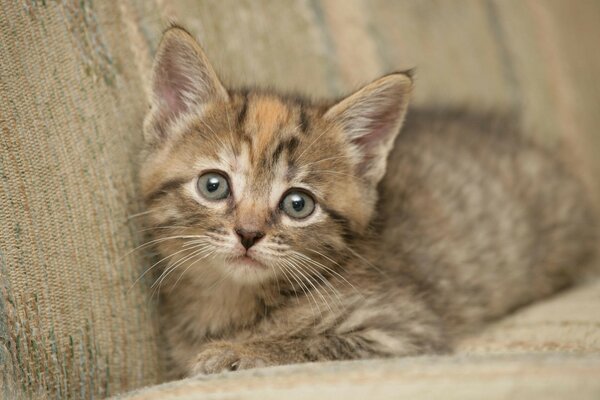 Petit chat couché sur le canapé