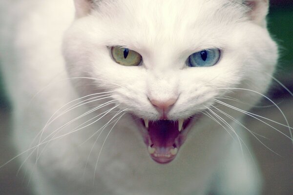 The grin of a white cat with heterochromia