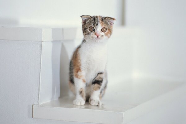 A white kitten is sitting on the stairs