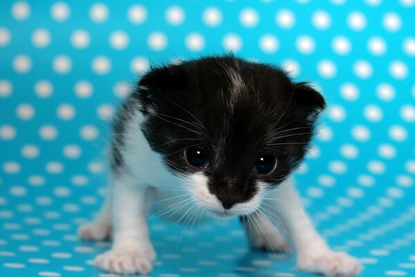 Funny kitten on a blue background with white polka dots