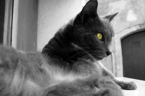 Fotografía en blanco y negro de un gato gris