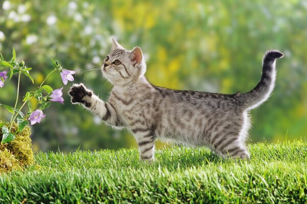 Милый котик на траве с цветком