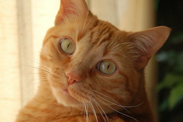 Рыжий пушистый кот с зелеными глазами
