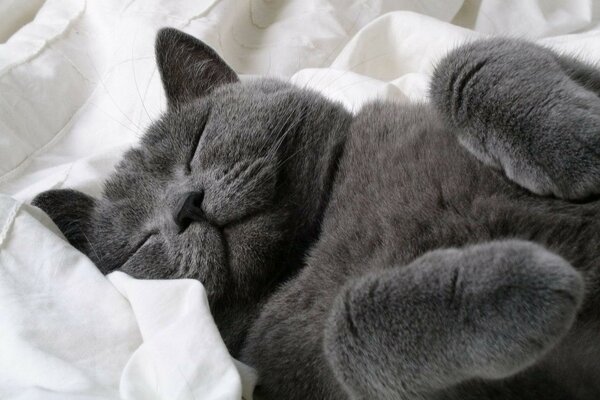 Gato gris dormido en una sábana blanca