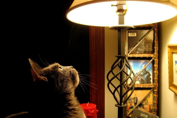 Die Katze schaut mit Interesse auf die Lampe