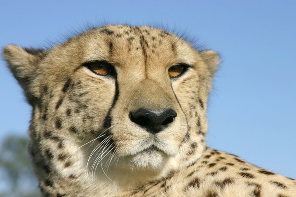 Der Kopf eines Jaguars auf einem blauen Himmelshintergrund