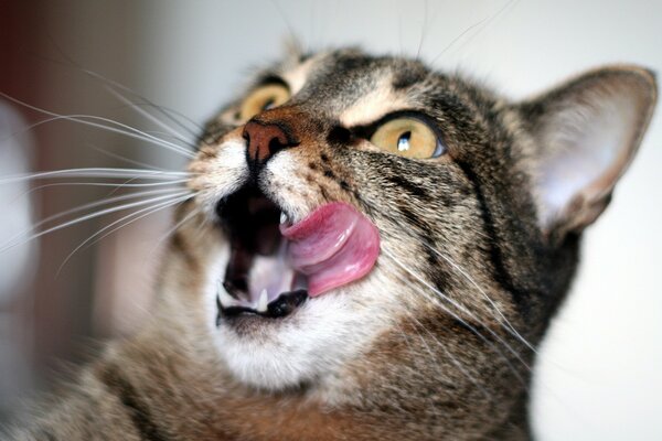 A licking gray contented cat