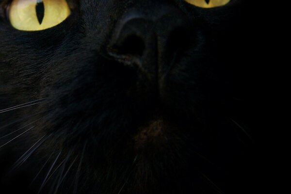Невероятные глаза черной кошки