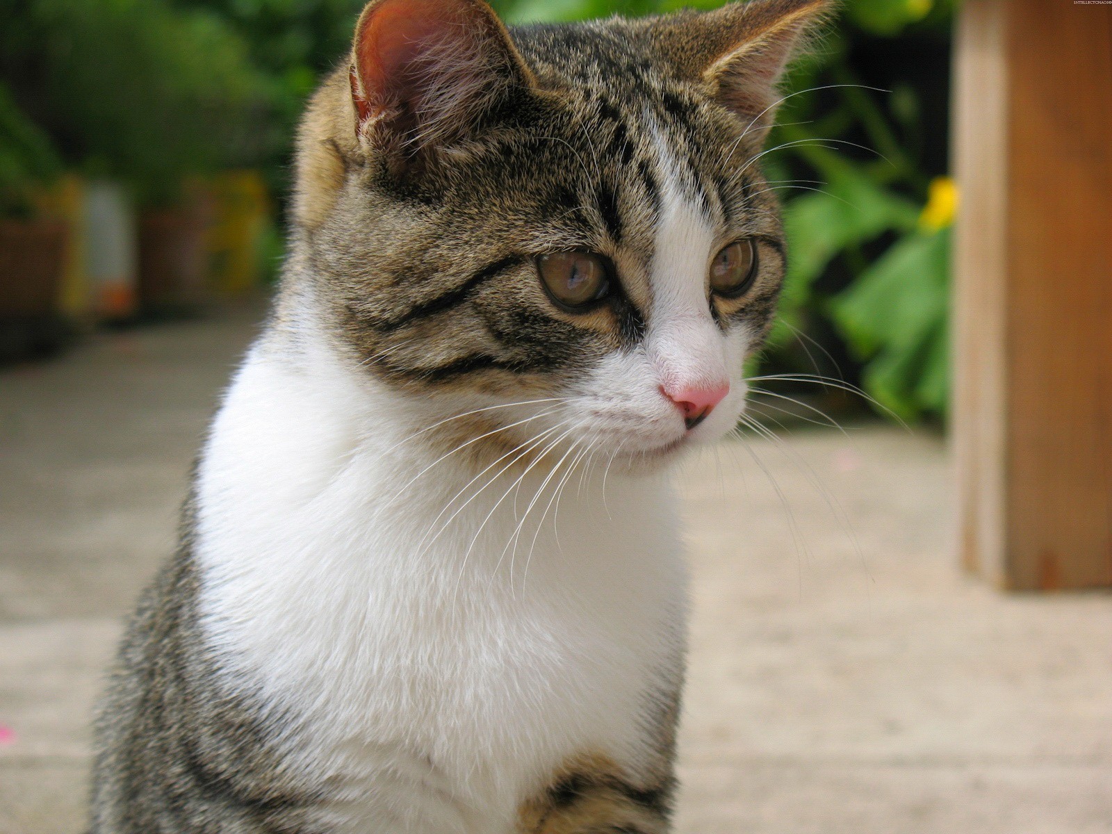 koshak lo sguardo