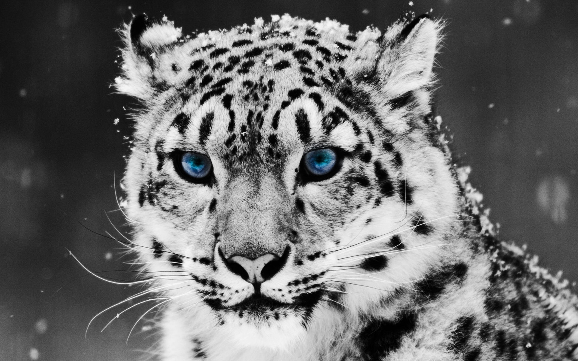 nieve irbis leopardo de las nieves