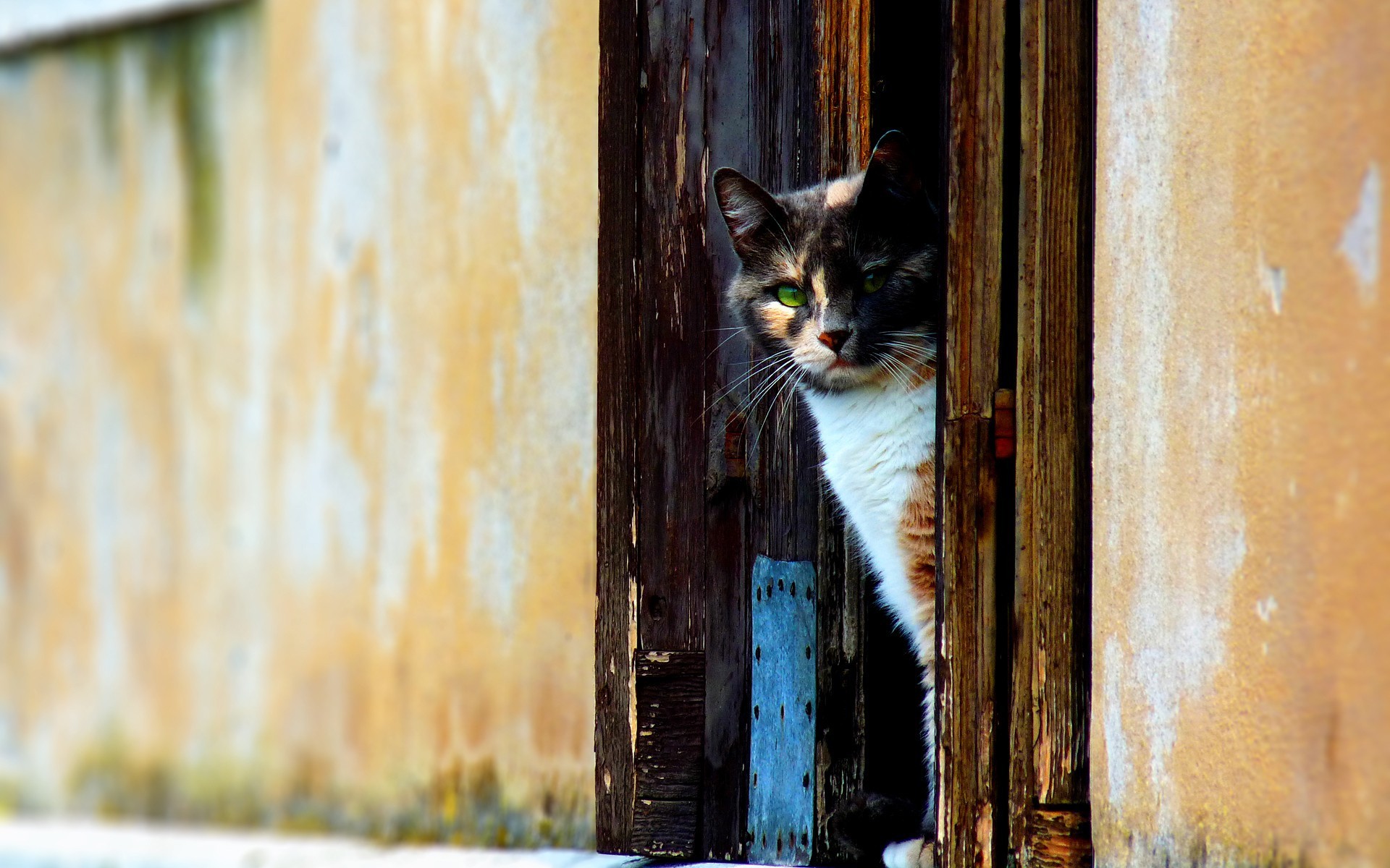 porta gatto parete