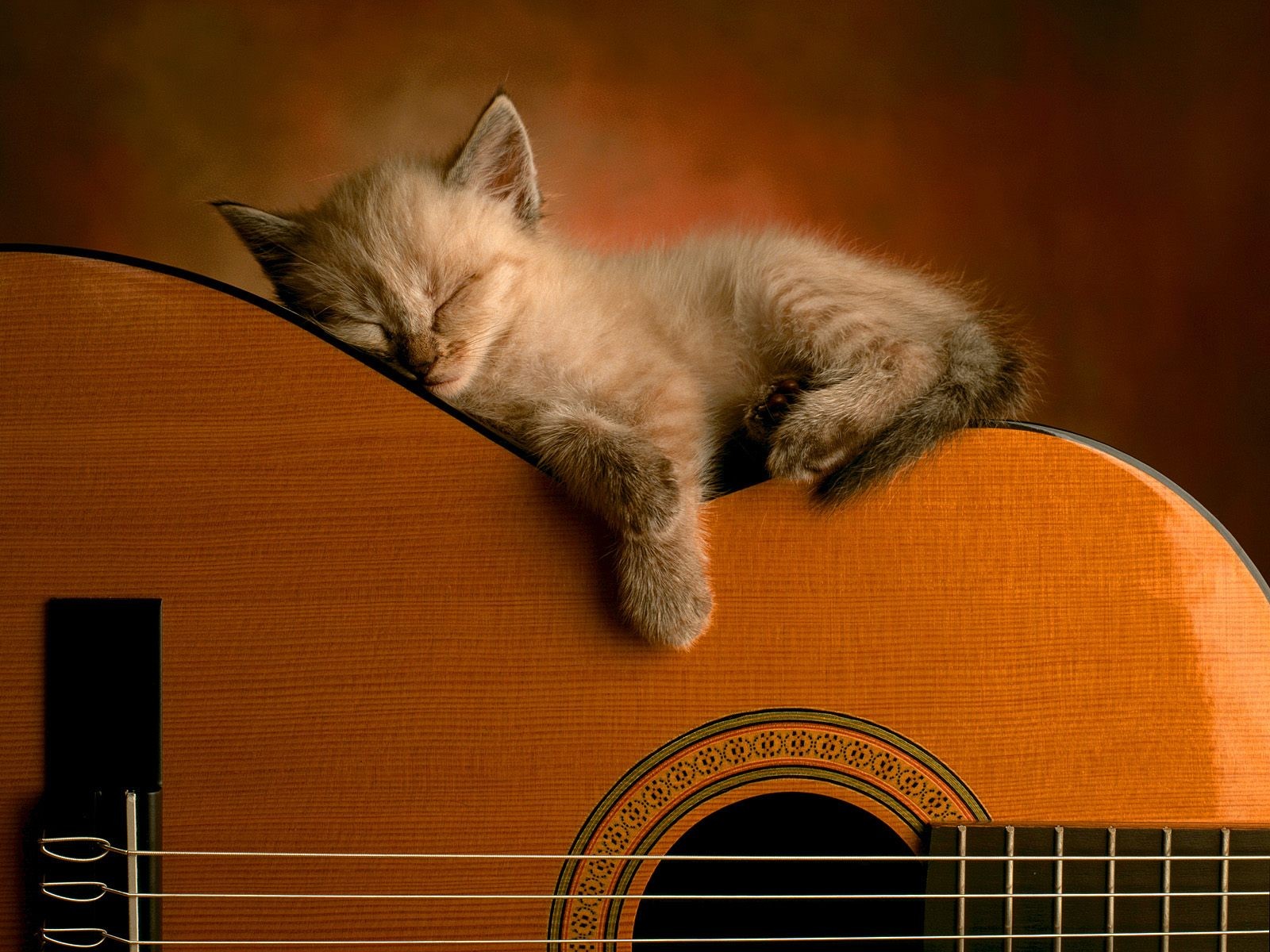 kitten guitars cat